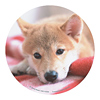 MPD-208E マウスパッド(柴犬) MPD-208E / マウスパッド(柴犬)