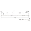 TAP-SVSL3024A 19インチサーバーラック用コンセント(100V・30A・スリムタイプ・3P・24個口・3m) TAP-SVSL3024A / 19インチサーバーラック用コンセント(100V・30A・スリムタイプ・3P・24個口・3m)